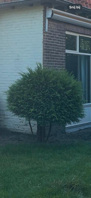 Taxus (zelf uitgraven) beschikbaar voor biedingen