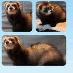 Jonge fretten ram 🩵🩵, Dieren en Toebehoren, Mei, Mannelijk