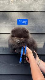 Laatste pup uit het nest | FCI | NL geboren Pomeranian, Dieren en Toebehoren, Keeshond, Reu, 8 tot 15 weken, Meerdere