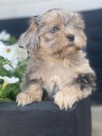 Super leuke boomer pups, Rabiës (hondsdolheid), Overige rassen, 8 tot 15 weken, Meerdere