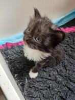 Nog 1 prachtig sibeertje ( Siberische kat) 1 poes, Dieren en Toebehoren, Meerdere dieren, Gechipt, 0 tot 2 jaar