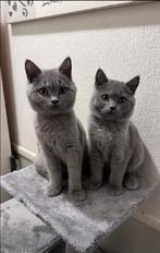 Britse korthaar kittens, Dieren en Toebehoren, Kater