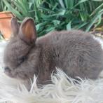 kleurdwerg, Dieren en Toebehoren, Konijnen, Mannelijk, Dwerg, 0 tot 2 jaar