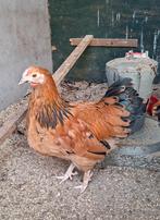 Wyandotte haan (3), Dieren en Toebehoren, Mannelijk, Kip