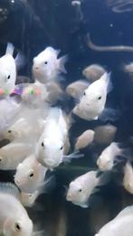 Jonge witte polars 2/2.5 cm groot €2.95 per stuk & 6 =€15, Dieren en Toebehoren, Vissen | Aquariumvissen, Vis, Zoetwatervis