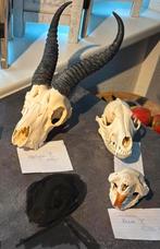 Set dierenschedels 3 X, Verzenden, Gebruikt, Wild dier, Schedel