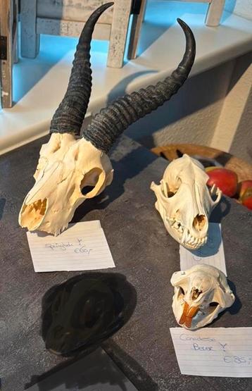 Set dierenschedels 3 X beschikbaar voor biedingen