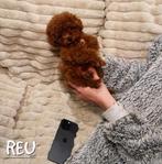 China Toy poedel , toypoedel reu puppy, Dieren en Toebehoren, Poedel, Reu, Eén hond, Nederland