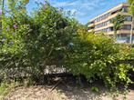 Diverse bomen struiken en planten, Ophalen