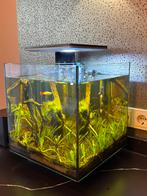 Superfish Qubiq 30 pro aquarium incl verwarming, Dieren en Toebehoren, Ophalen, Zo goed als nieuw, Grind, Zand of Voedingsbodem