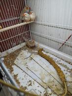 4 zebravinken, 2 bleekrug, Meerdere dieren, Tropenvogel