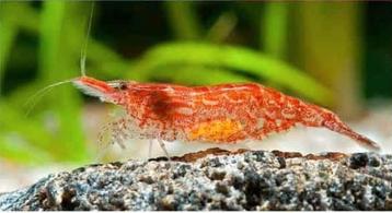 neocaridina, red cherry / sakura ((very)low)  beschikbaar voor biedingen
