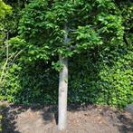 Grote leilinde, staat in de volle grond . afgelopen herfst v, Tuin en Terras, Ophalen, Zomer, Leiboom, 250 tot 400 cm