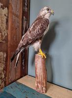 Opgezette buizerd, Verzamelen, Dierenverzamelingen, Ophalen of Verzenden, Zo goed als nieuw, Vogel, Opgezet dier