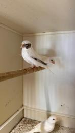Waterslagers wit en wit/bond, Dieren en Toebehoren, Vogels | Kanaries, Meerdere dieren, Zangkanarie