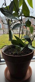 Amydrium Zilver & Monstera - Kamerplanten, Overige soorten, In pot, Minder dan 100 cm, Groene kamerplant