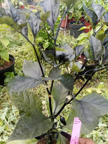 Hollows Eve Scorpion Peperplant  beschikbaar voor biedingen