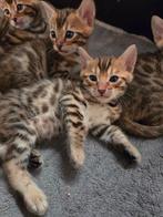 Bengaalse kittens, Dieren en Toebehoren, Katten en Kittens | Raskatten | Korthaar, Meerdere dieren, Ontwormd, 0 tot 2 jaar