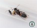 CAMPONOTUS CRUENTATUS | KONINGIN | MET OF ZONDER WERKSTERS, Mieren