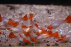Koi Guppy Tricolor, Vis, Zoetwatervis