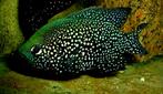 Schitterend koppel Black Diamond cichliden, Dieren en Toebehoren, Vissen | Aquariumvissen, Vis, Zoetwatervis