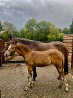 Te Koop New Forest merrie veulen, Dieren en Toebehoren, Merrie, Met stamboom, Dressuurpony, 0 tot 2 jaar