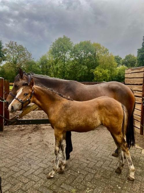 Te Koop New Forest merrie veulen, Dieren en Toebehoren, Pony's, Merrie, D pony (1.37m tot 1.48m), Dressuurpony, 0 tot 2 jaar, Met stamboom