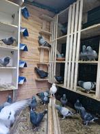 Takla takla, Meerdere dieren