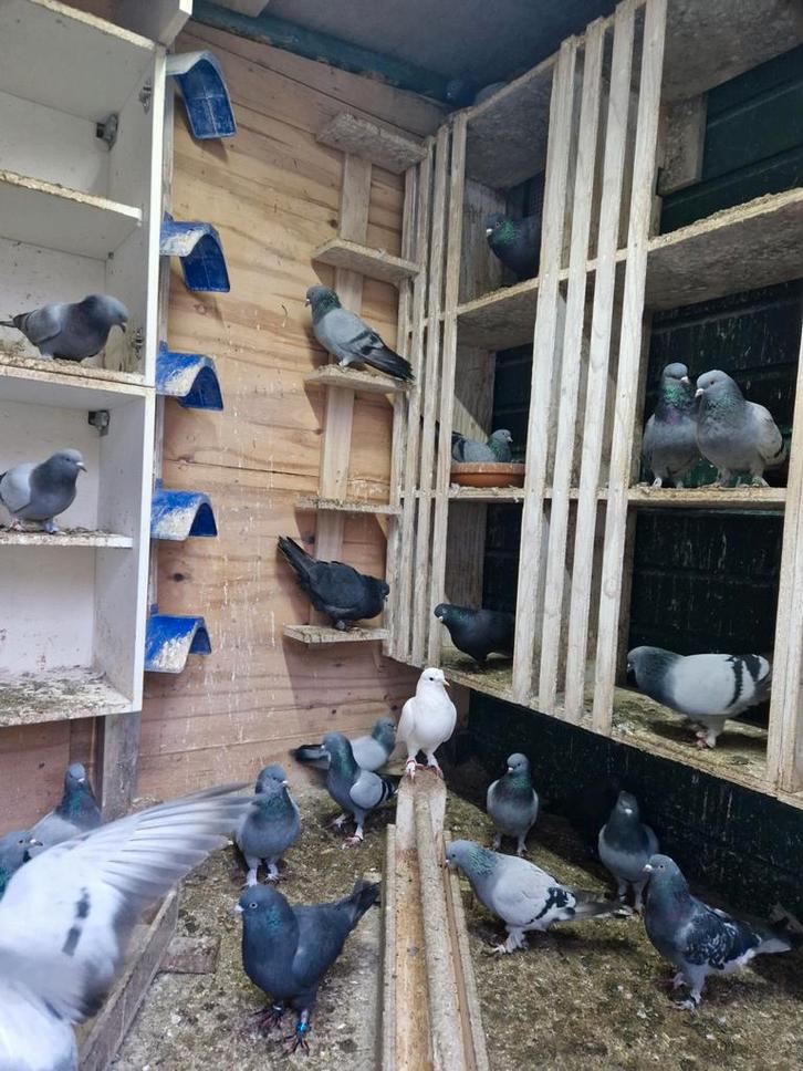 Takla takla, Dieren en Toebehoren, Vogels | Duiven, Meerdere dieren