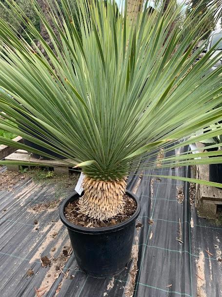 Yucca Rostrata, Tuin en Terras, Planten | Tuinplanten, Vaste plant, Overige soorten, Volle zon, Zomer, Ophalen