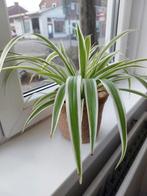 Jonge Graslelie kamerplantjes, Huis en Inrichting, Kamerplanten, Overige soorten, In pot, Minder dan 100 cm, Groene kamerplant