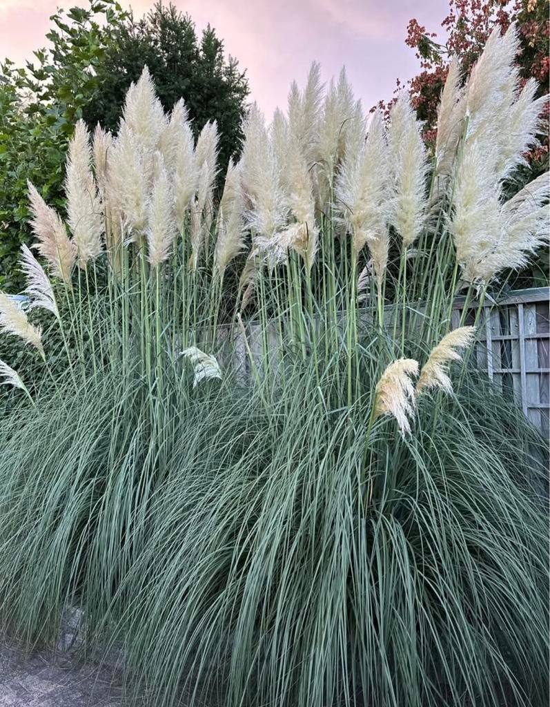 grote pampasplanten (Cortaderia selloana) pampas, Tuin en Terras, Ophalen, Volle zon, Vaste plant, Siergrassen