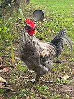 Silverudd blå haan van begin dit jaar, Dieren en Toebehoren, Pluimvee, Mannelijk, Kip