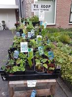 vaste planten, Tuin en Terras, Vaste plant, Halfschaduw, Zomer, Ophalen
