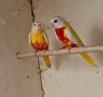 Koppel splendids roodbuik, Meerdere dieren, Papegaai