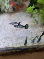 Te koop mooie jonge raszuivere Galaxy Blue guppen, Dieren en Toebehoren, Vissen | Aquariumvissen, Vis