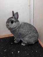 Kleurdwerg chinchilla fokvoedster, Dieren en Toebehoren, Konijnen, Mannelijk, Dwerg