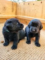 Labrador pups, Particulier, Meerdere, 8 tot 15 weken, Meerdere dieren