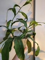 nepenthes (roodgroene bekers), Huis en Inrichting, Kamerplanten, Overige soorten, Ophalen of Verzenden, In pot, Minder dan 100 cm