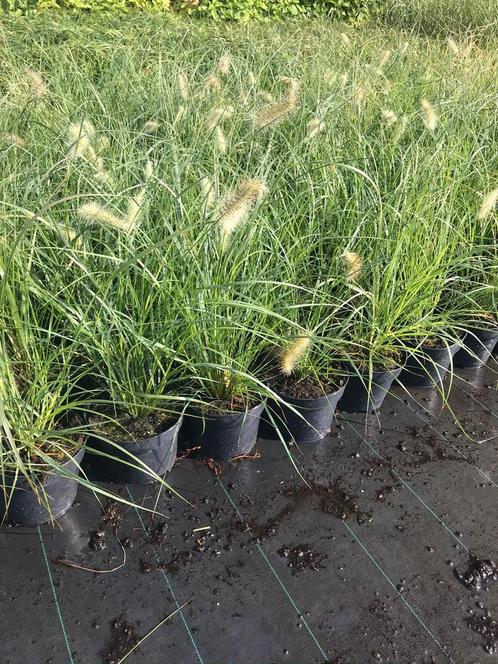 Pennisetum hameln lampepoetsersgras siergrassen, Tuin en Terras, Planten | Tuinplanten, Siergrassen, Volle zon, Zomer, Ophalen of Verzenden
