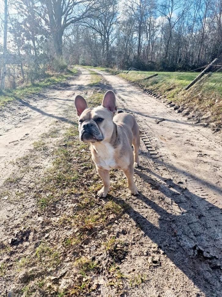 Dekreu Franse Bulldog fawn, Dieren en Toebehoren, Honden | Dekreuen, Reu, Particulier, Eén hond, Nederland, 3 tot 5 jaar