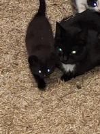 jonge kittens aangeboden, Dieren en Toebehoren, Katten en Kittens | Overige Katten, Meerdere dieren, Kortharig, 0 tot 2 jaar