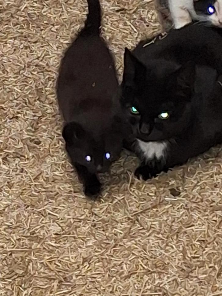 jonge kittens aangeboden, Dieren en Toebehoren, Katten en Kittens | Overige Katten, Kortharig, Meerdere dieren, 0 tot 2 jaar