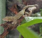 Eurydactylodes Vieillardi 0.1, Dieren en Toebehoren, Reptielen en Amfibieën, Hagedis, 0 tot 2 jaar