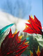 glasfusie, glaskunst, flowers from almere, Ophalen