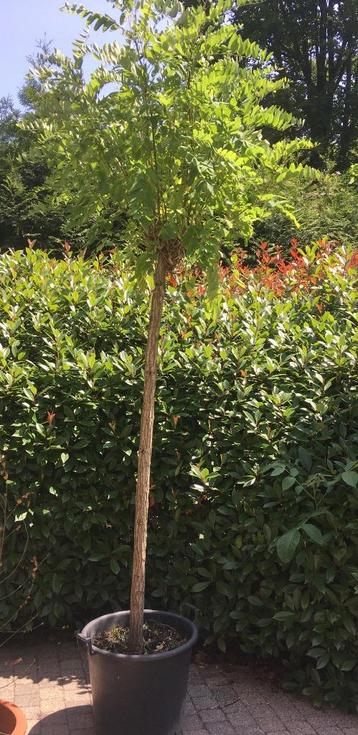 Mooie acacia boom op stam - hoogte 180 cm - zie foto's! beschikbaar voor biedingen