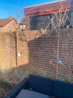 perenbomen, Ophalen, Perenboom, Halfschaduw, 100 tot 250 cm