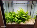 Aqualantis aquarium, Dieren en Toebehoren, Ophalen, Zo goed als nieuw, Leeg aquarium