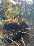 Duitse reus ram( otter), Dieren en Toebehoren, Konijnen