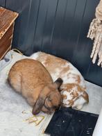 Lilly en Milo, Dieren en Toebehoren, Meerdere dieren, Middelgroot, Hangoor, 3 tot 5 jaar